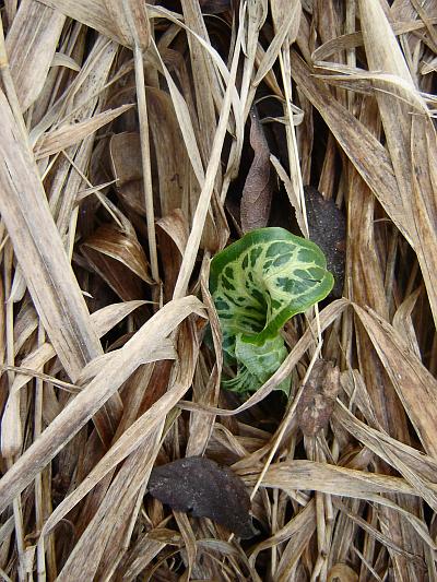 Arum italicum 'Marmoratum'